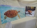 Printed Panel Infrared Heater Panel